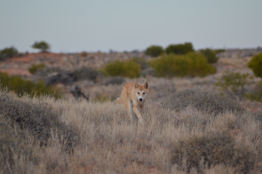 Lone dingo prowling through the desert.