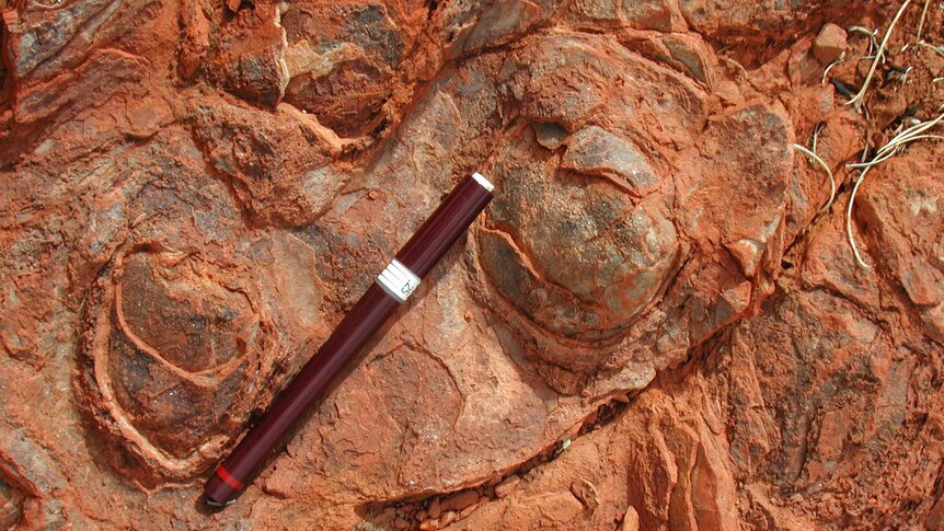 Cone-shaped stromatolites