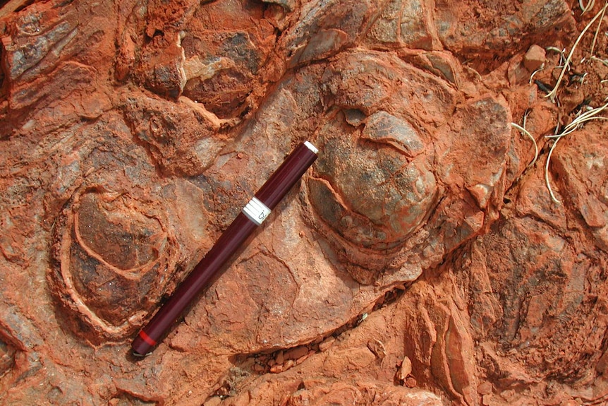 Cone-shaped stromatolites