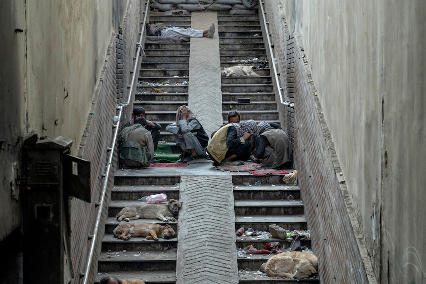 A group of skinny men crouch on a concrete staircase as dogs lie on the steps above and below them.