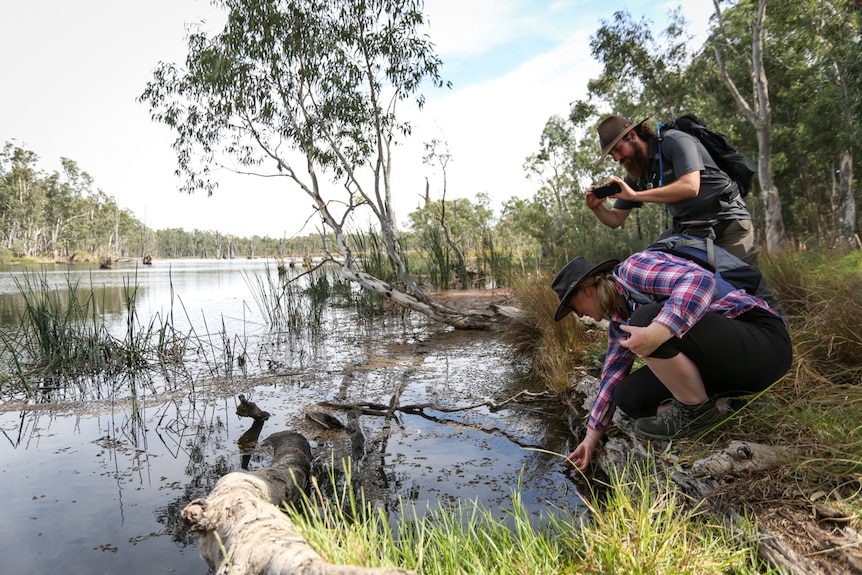 Claire Crew releases a turtle hatchling into the lagoon at Gunbower with with Nicholas Ruttner (right) looking on.