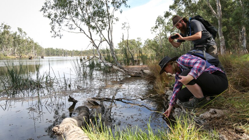 Claire Crew releases a turtle hatchling into the lagoon at Gunbower with with Nicholas Ruttner (right) looking on.