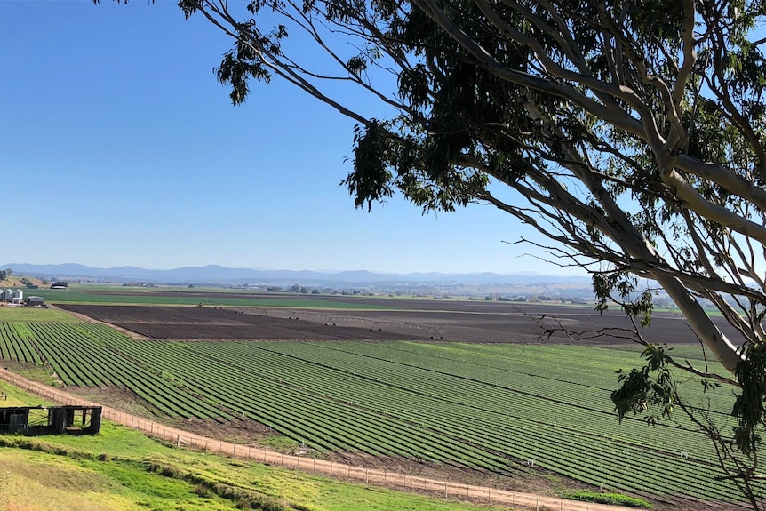 Looking down on vegetable farms in the Lindenow Valley