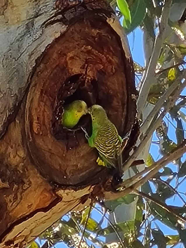 Two budgies beak to beak one in tree hollow the other on the outside.