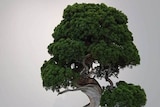 A Shimpaku tree sits on a brown table in a brown pot. It has light brown bark and its trunk curves, with bountiful greenery.