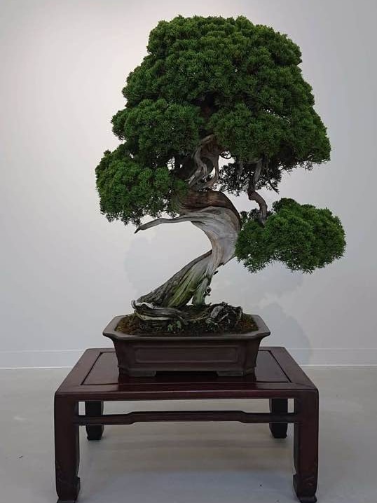 A Shimpaku tree sits on a brown table in a brown pot. It has light brown bark and its trunk curves, with bountiful greenery.