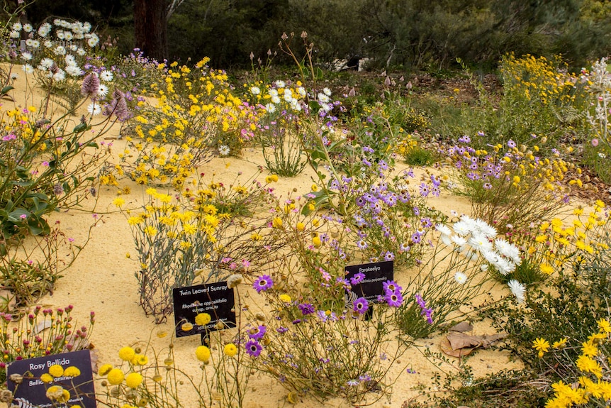 This display in the botanic garden emulates the sandy Mulga country of the midwest.