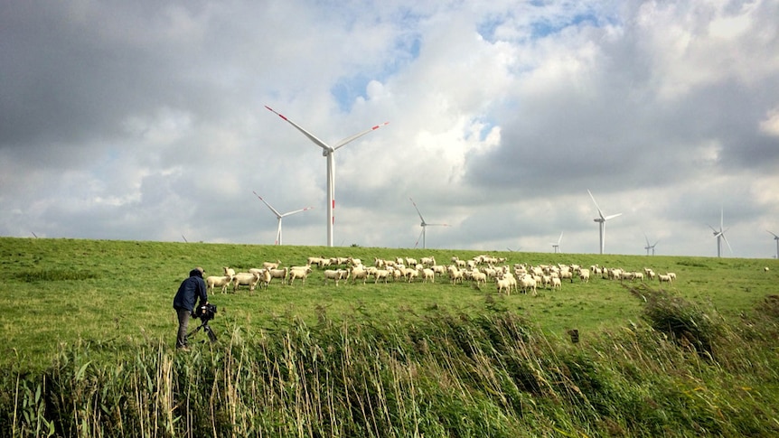 Sheep and an ABC cameraman in front of wind turbines in Germany