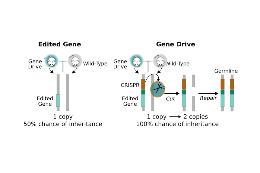 A diagram of an edited gene and a gene drive.