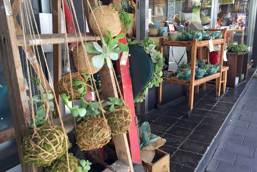 Succulent plants in jute rope balls hanging from a wooden frame out the front of a shop