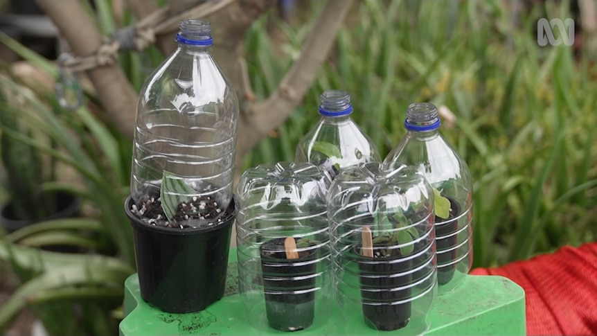 Plant cuttings in pots covered with halves of plastic drink bottles (to create a mini-greenhouse)