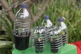 Plant cuttings in pots covered with halves of plastic drink bottles (to create a mini-greenhouse)