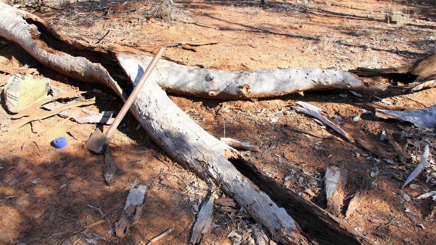The log after Don Sallway has finished searching for wild dog puppies.