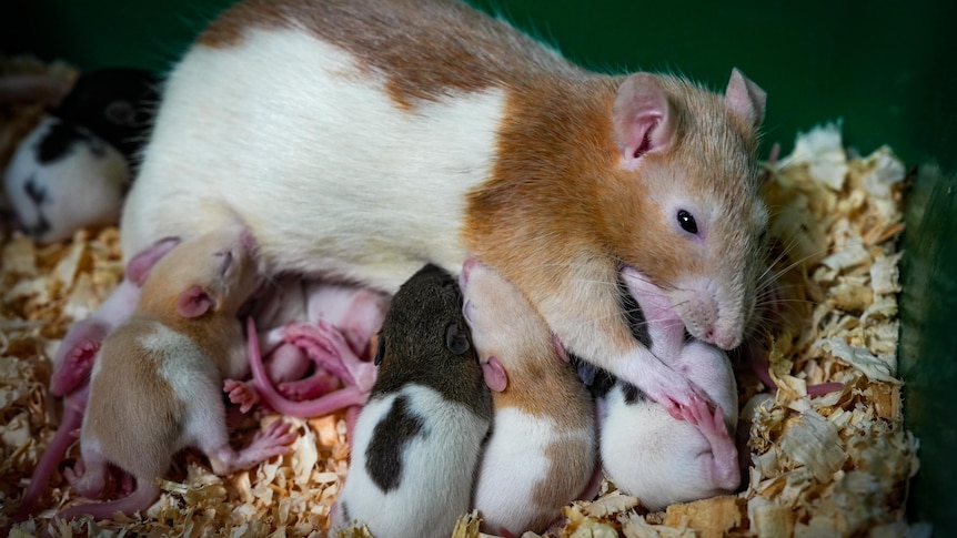 Photo of a adult rat with babies breast feeding.