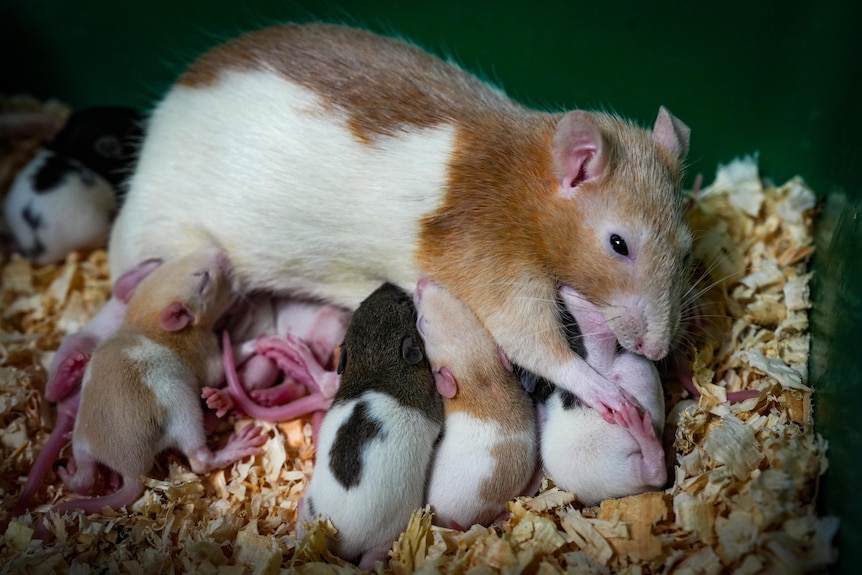 Photo of a adult rat with babies breast feeding.