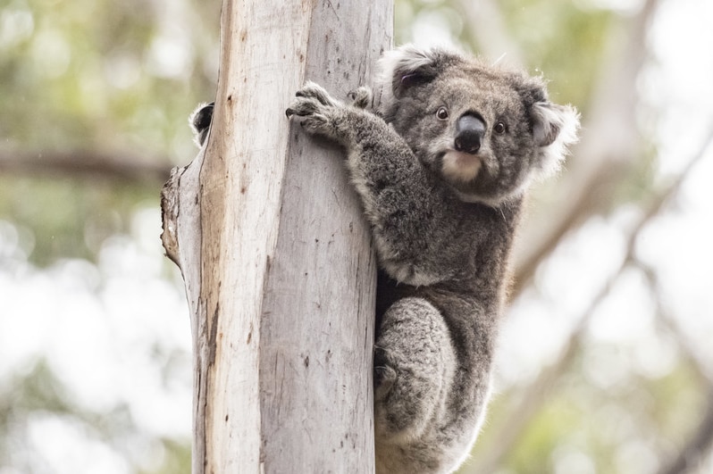 A koala up a tree at Mallacoota.