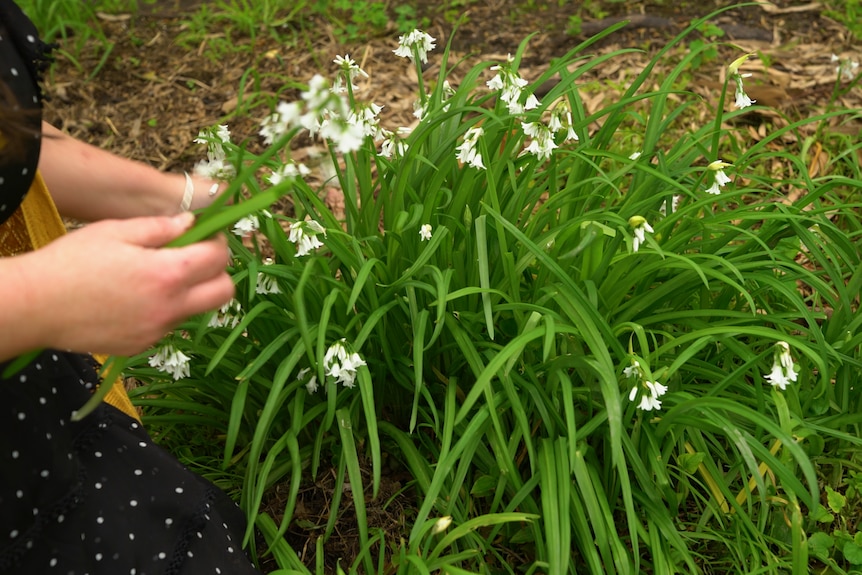 A woman picks flowers from an onion grass plant.