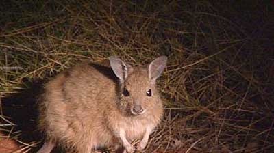 The mala, a small shaggy-haired wallaby.