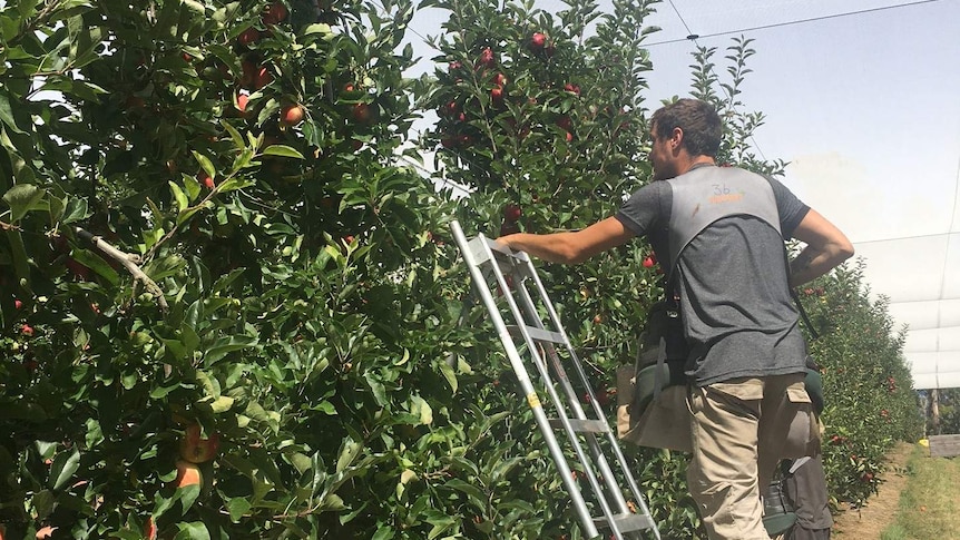 Man on ladder picking apple