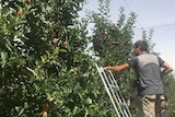 Man on ladder picking apple