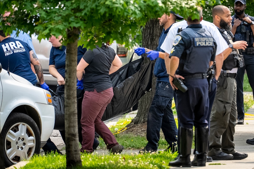 The sedated bear is carried inside a black bag