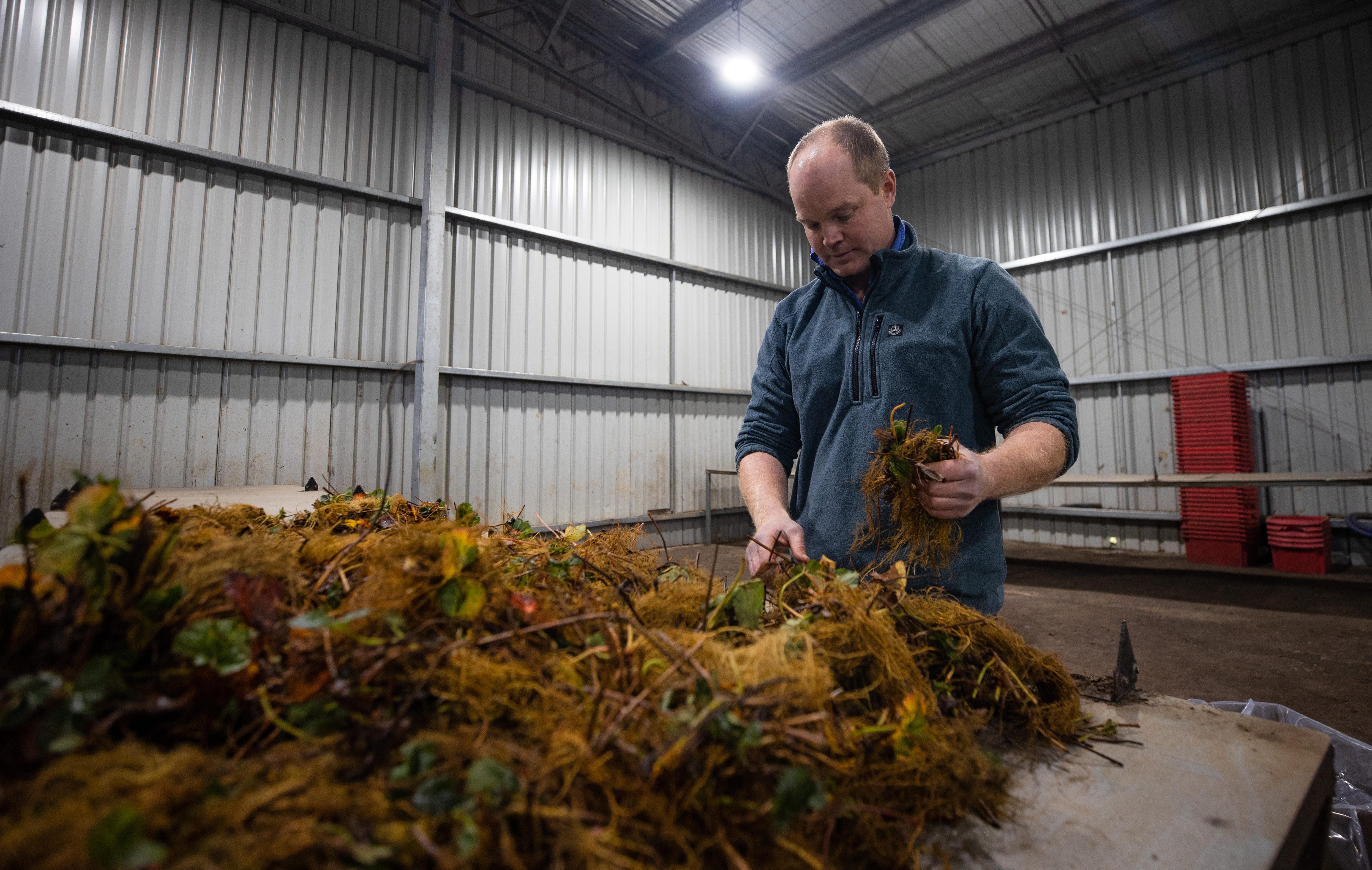 a man in overalls separates bits of strawberry root whiloe standing in a corrugated iron shed 