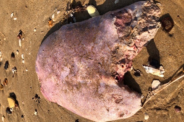 A chewed up tongue on a beach in Darwin.