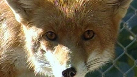 Foxes found to help spread sheep measles