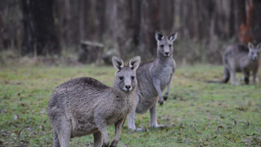 Kangaroos mysteriously found dead