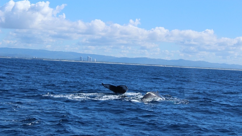 Two humpback whales breached, pulling their whole bodies out of the water.