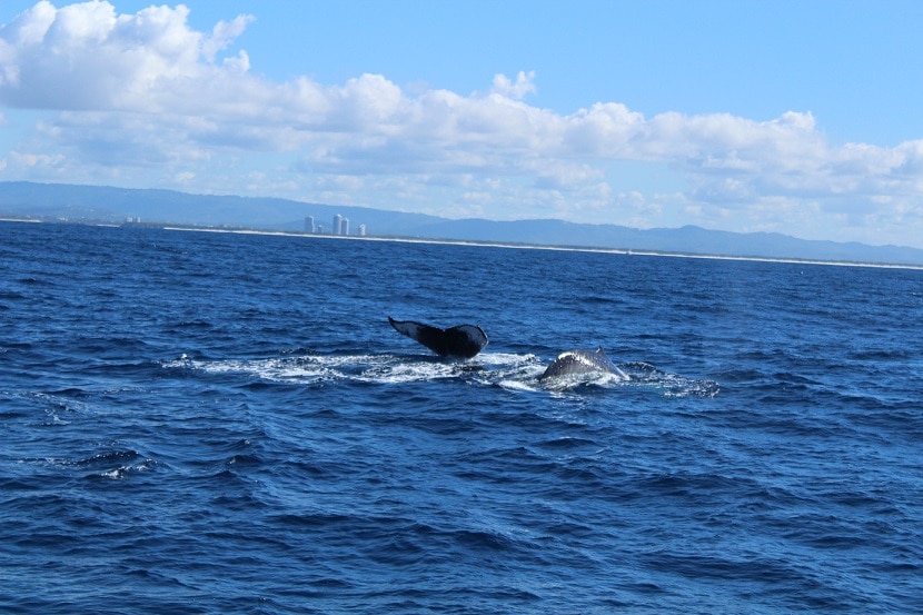 Two humpback whales breached, pulling their whole bodies out of the water.