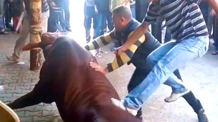 Cattle mistreated in Gaza