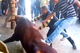 Cattle mistreated in Gaza