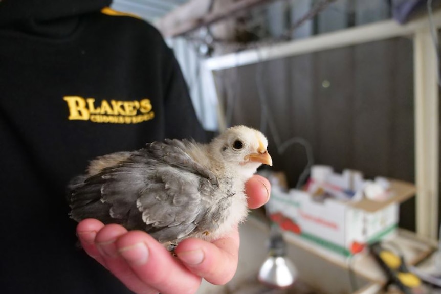 A baby chick sits in a human hand.