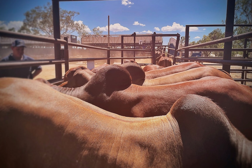 Cattle in yards.