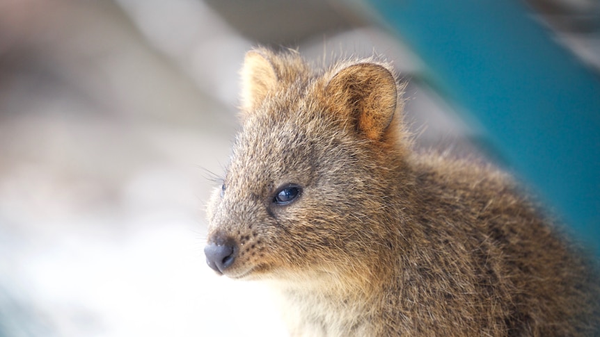 A pensive quokka on Rottnest Island