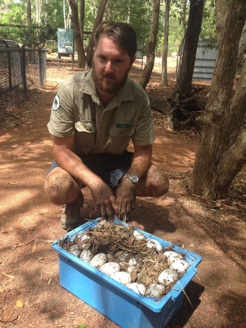 Ranger Rick Lingard said the eggs were dug out of the ground while an angry mother was fended off with a broom handle