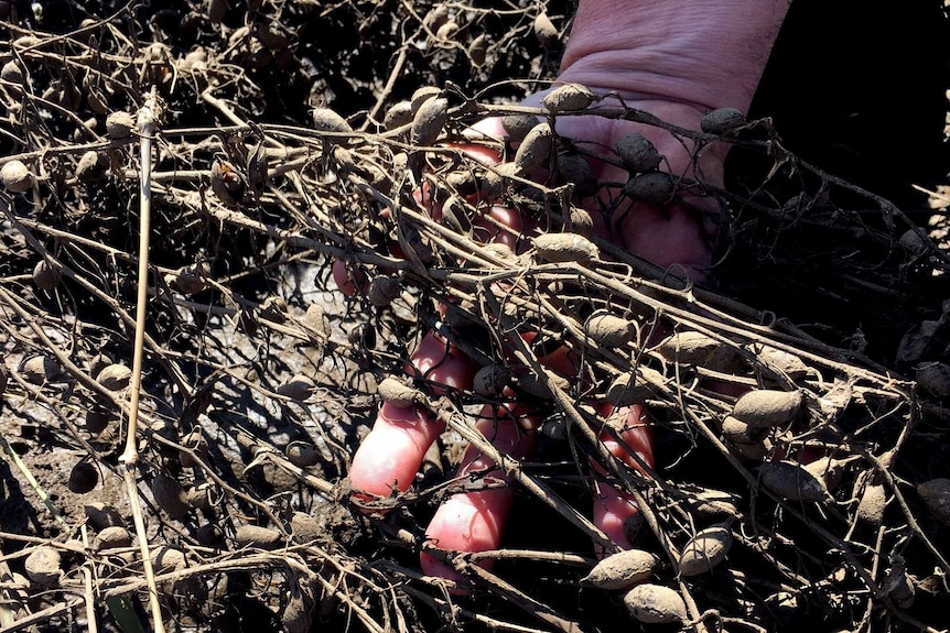 A hand holds mud covered unharvested chickpeas