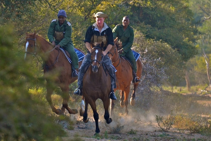 Former race horses patrol South Africa's Kruger National Park to monitor poachers