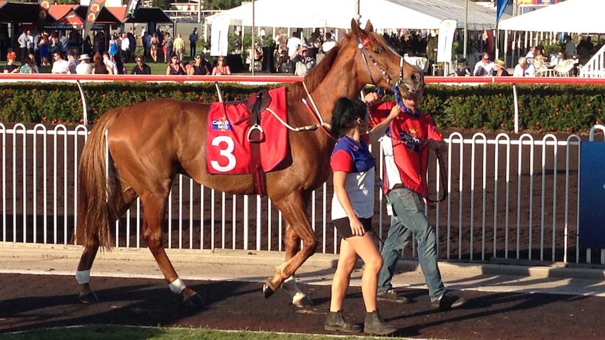 Lightinthenight at the Darwin Cup