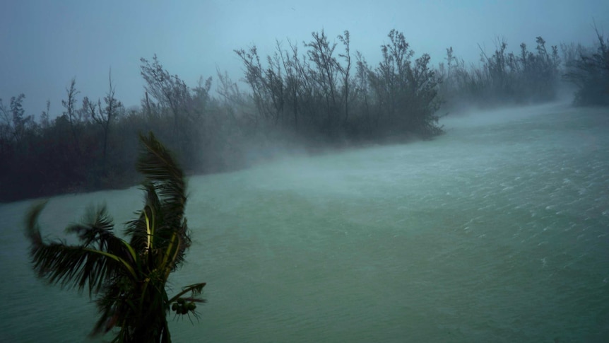 Strong winds from Hurricane Dorian blow the tops of trees and whisks up water from the surface of a canal.