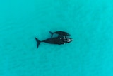 A whale and calf from above