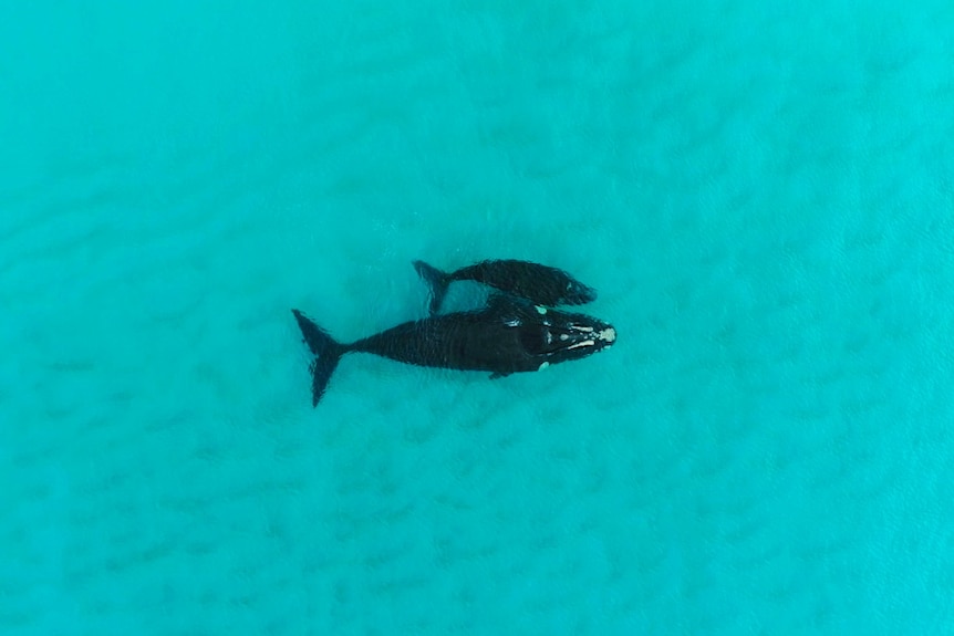 A whale and calf from above