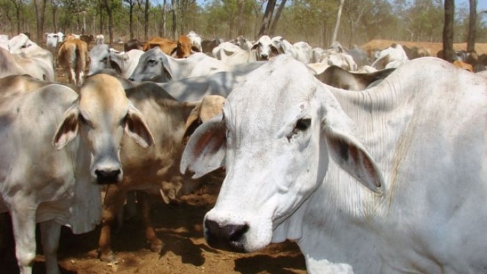 Cattle standing in a paddock.