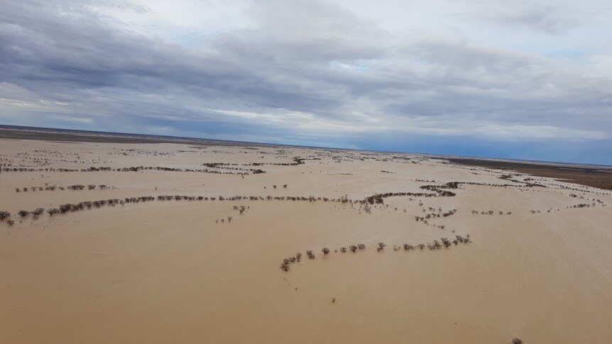 An aerial view of an expanse of brown floodwater inland with rows of trees in the water.