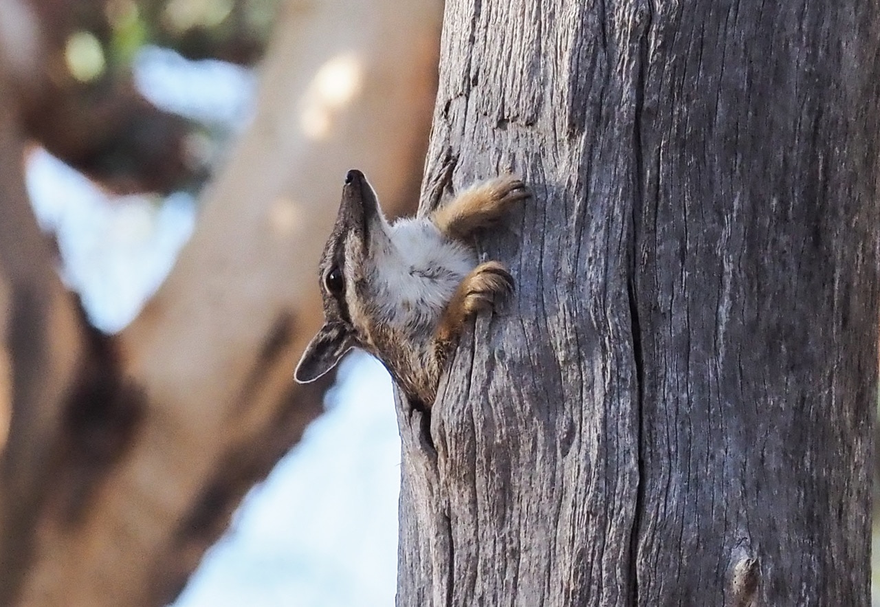 numbat hangs out a tree trunk sidewards, nose to the sky