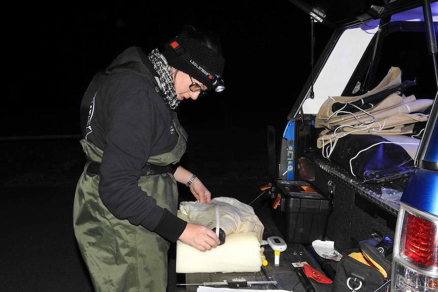 A scientist measures an adult male platypus.