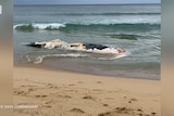 A dead whale at the edge of the water on a beach.