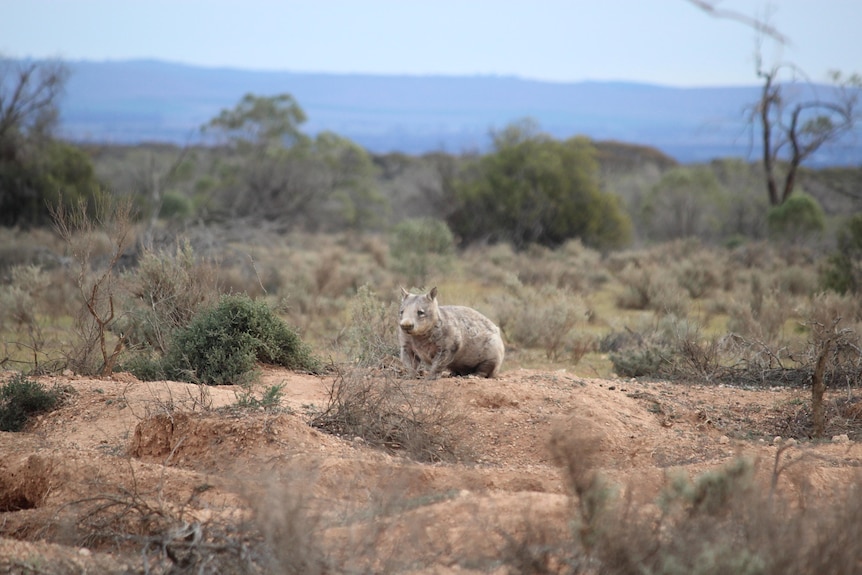 A wombat stands on a bumpy dirt terrain on a shrubby plain in daylight