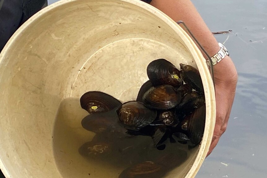 A close up of Carter's freshwater mussels